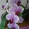 Casa delle orchidee