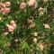 Rose Garden Mezzanine - Giverny