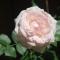 Rose Garden Mezzanine - Giverny