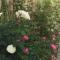 Rose Garden Mezzanine - Giverny