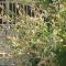 Rose Garden Mezzanine - Giverny