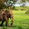 Yala Leopard Mobile Camp