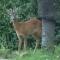 Bellissimo Rustico A 7 km Dal Lago D'Orta - Omegna