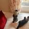 Otter Lodge Auchterarder