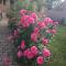 Rose Garden Mezzanine - Giverny
