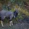 Wildehondekloof Game Lodge - Matjiesrivier