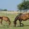 Agriturismo Il Melograno di Banditella - Alberese