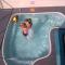 Royal Albatros
