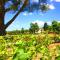 Cortona Resort & Spa - Villa Aurea