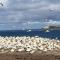 Foto: Cape Nelson Lighthouse 89/89