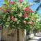 Celtis Resort
