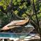 Let's Hyde Pattaya Resort & Villas - Pool Cabanas - Pattaya nord