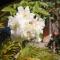 Belle Amie Self Catering