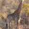 Lodge Twentyfour Mabalingwe Nature Reserve