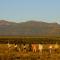Samara Karoo Reserve - Graaff-Reinet