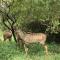Msunduze River Lodge