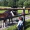 Haras du Vignault - 萨勒布里