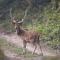 Chital lodge - Chitwan