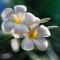 Ginas Garden Lodges