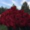 VIP Red Love house for 2