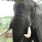 Tembe Elephant Park Lodge - Sihangwane
