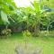 Asih Homestay
