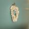 Seashells