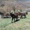 Apartaments Morello