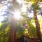 Redwoods River Resort & Campground - Leggett Redwoods River Resort & Campground - Leggett