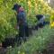 Belfield Wines and Farm Cottages