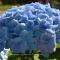 Le Clos des Agapanthes