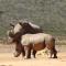 Indalu Game Reserve