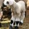 Wine Country Private Working Sheep Farm; Rustic Elegance - تيميكولا