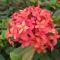 Chaiti Eco Homestay- Santiniketan Bolpur