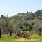 Country House il Ciliegio - Roccatederighi