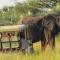 Tembe Elephant Park Lodge - Sihangwane