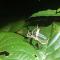 Daintree Crocodylus - Cow Bay