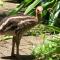 Daintree Crocodylus - Cow Bay