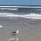 Ocean Life Beach Condo - Only Steps to the Beach - Saint Augustine Beach