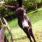 les Chevreuils photo 17