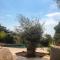HomeStay Bormes photo 17