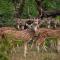 Green Mansions Jungle Resort - Sauraha