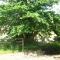 Walford Court