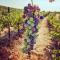 Papillon Cellars - The Loft - ماريبوسا