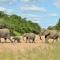 Imbali Safari Lodge - Mluwati Concession 