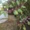 Shin-Liu Garden B&B