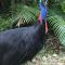 Earthship Daintree