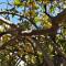Lemon Tree Courtyard
