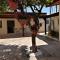 Lemon Tree Courtyard
