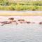 Sambiya River Lodge - Murchison Falls National Park